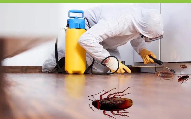 Pest Control Services in attapur